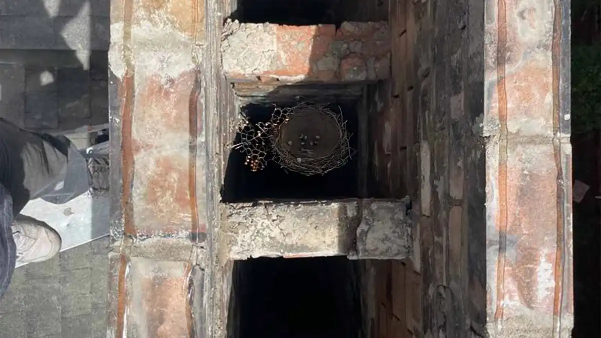 Humane animal removal from a Denver chimney Humane animal removal from a Denver chimney